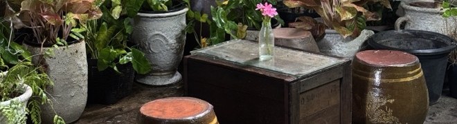 โอ่งมังกรและต้นไม้หน้าผนังปูนเก่าในย่านเมืองเก่าราชบุรี